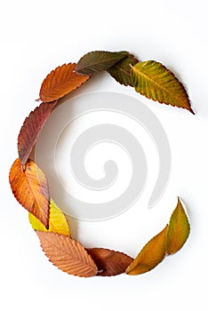 Letter C of colorful autumn leaves. Character C mades of fall foliage. Autumnal design font concept. Seasonal decorative beautiful