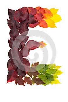Letter E of colorful autumn leaves. Character E mades of fall foliage.