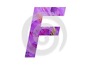Letter F of the alphabet made with pink flower of Rhododendron