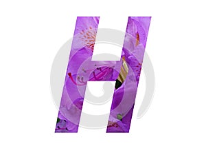 Letter H of the alphabet made with pink flower of Rhododendron
