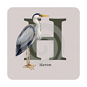 Letter H with heron decor on the square card. Watercolor illustration. Forest nature ABC alphabet element for study