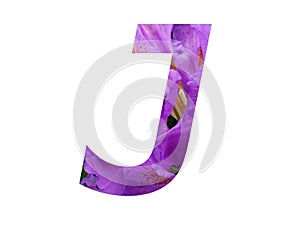 Letter J of the alphabet made with pink flower of Rhododendron