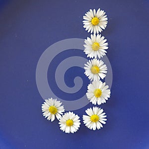 Letter J from white flowers, daisies, bellis perennis, close-up, on blue background