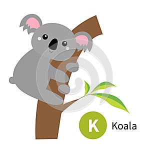 Letter K. Koala. Zoo animal alphabet. English abc with cute cartoon kawaii funny baby animals. Education cards for kids. Isolated