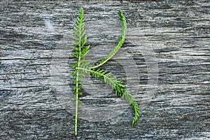 Letter K from leaves on a wooden surface