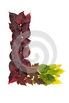 Letter L of colorful autumn leaves. Character L mades of fall foliage.