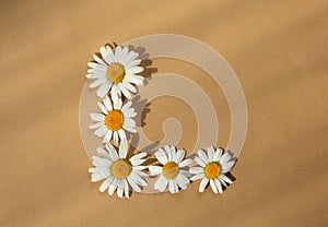 The letter L made of chamomile flowers