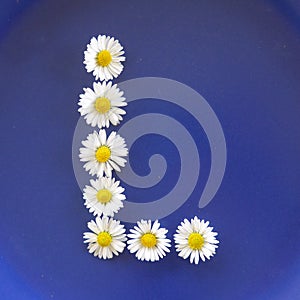 Letter L from white flowers, daisies, bellis perennis, close-up, on blue background