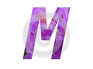 Letter M of the alphabet made with pink flower of Rhododendron