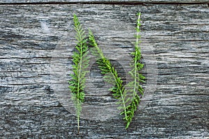 Letter N from leaves on a wooden surface