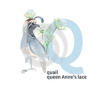 Letter Q, quail, Queen Anne's lace. Cute kids animal and flower ABC alphabet. Watercolor illustration isolated on