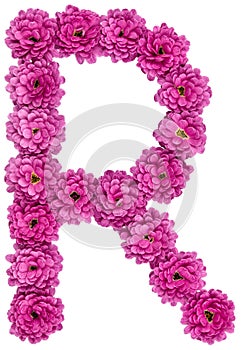 Letter R, alphabet from flowers of chrysanthemum, isolated on white background