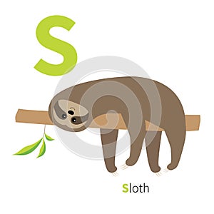 Letter S Sloth English abc with animals Zoo alphabet. Education cards for kids White background Flat design