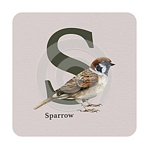 Letter S with sparrow decor on the square card. Watercolor illustration. Forest bird nature ABC alphabet study element