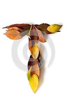 Letter T of colorful autumn leaves. Character T  mades of fall foliage. Autumnal design font concept. Seasonal decorative