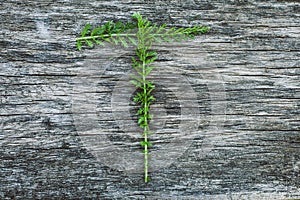 Letter T from leaves on a wooden surface