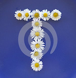 Letter T from white flowers, daisies, bellis perennis, close-up, on blue background