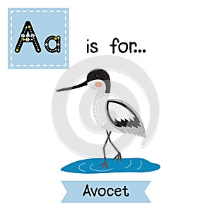 A letter tracing. Avocet.