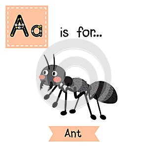 A letter tracing. Black ant.