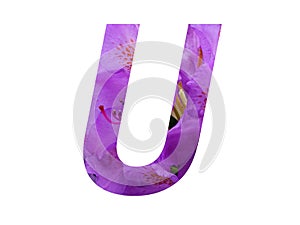 Letter U of the alphabet made with pink flower of Rhododendron