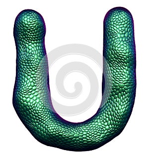 Letter U made of natural green snake skin texture isolated on white.