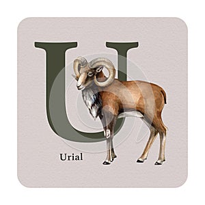 Letter U with urial decor on the square card. Watercolor illustration. Forest animal nature ABC alphabet element for