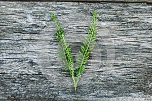 Letter V from leaves on a wooden surface