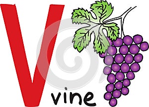 Letter V - vine