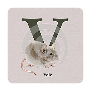 Letter V with vole decor on the square card. Watercolor illustration. Forest animal nature ABC alphabet element for