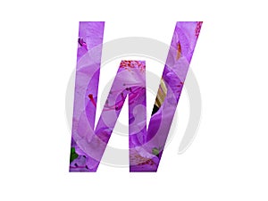 Letter W of the alphabet made with pink flower of Rhododendron