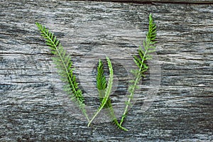 Letter W from leaves on a wooden surface