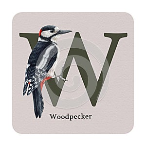 Letter W with woodpecker decor on the square card. Watercolor illustration. Forest bird nature ABC alphabet study