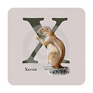 Letter X with xerus decor on the square card. Watercolor illustration. Forest animal nature ABC alphabet study element