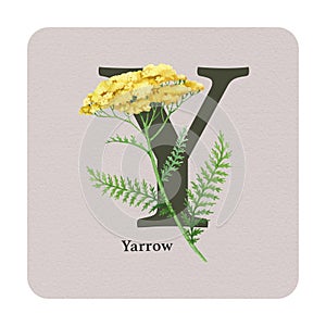 Letter Y with feather yarrow on the square card. Watercolor illustration. Forest nature ABC alphabet element for study