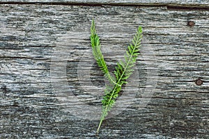 Letter Y from leaves on a wooden surface