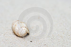 Lettered Olive Shell in Sand