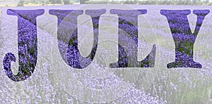 Lettering for calendar - July - lavender field, Provence, France