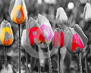 Lettering `Corona` which picks up the colours of the tulips. The `O` at the top is meant to symbolize social distan