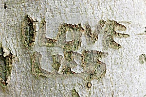 Letters carved on tree trunk