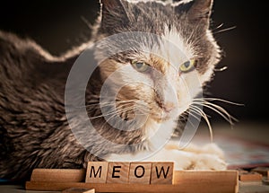 Letters Spell `MEOW.`