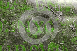 Letters on the tomb of 19th century overgrown with moss. Forgotten place.