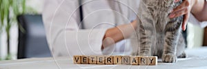 Letters veterinary on wooden cubes and vet doctor holds cat sitting on table in veterinary clinic.