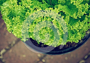 Lettucce, roman salad leaes in plastic pot