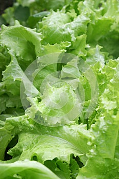 Lettuce 1