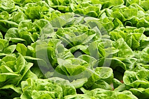 Lettuce