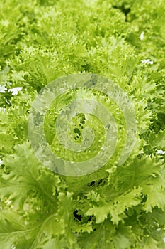 Lettuce