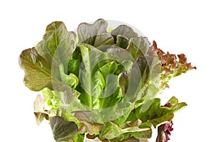 Lettuce