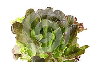 Lettuce