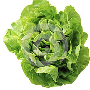 Lettuce