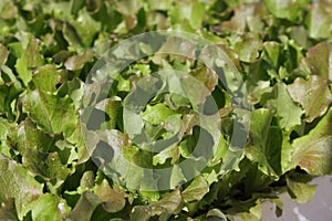 Lettuce